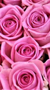 Превью обои розы, бутоны, букет, розовый