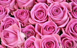 Превью обои розы, бутоны, букет, розовый
