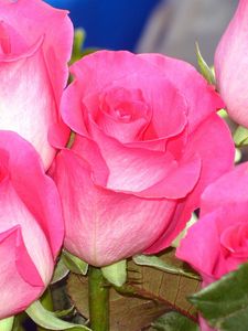 Превью обои розы, бутоны, букет, розовые, крупный план