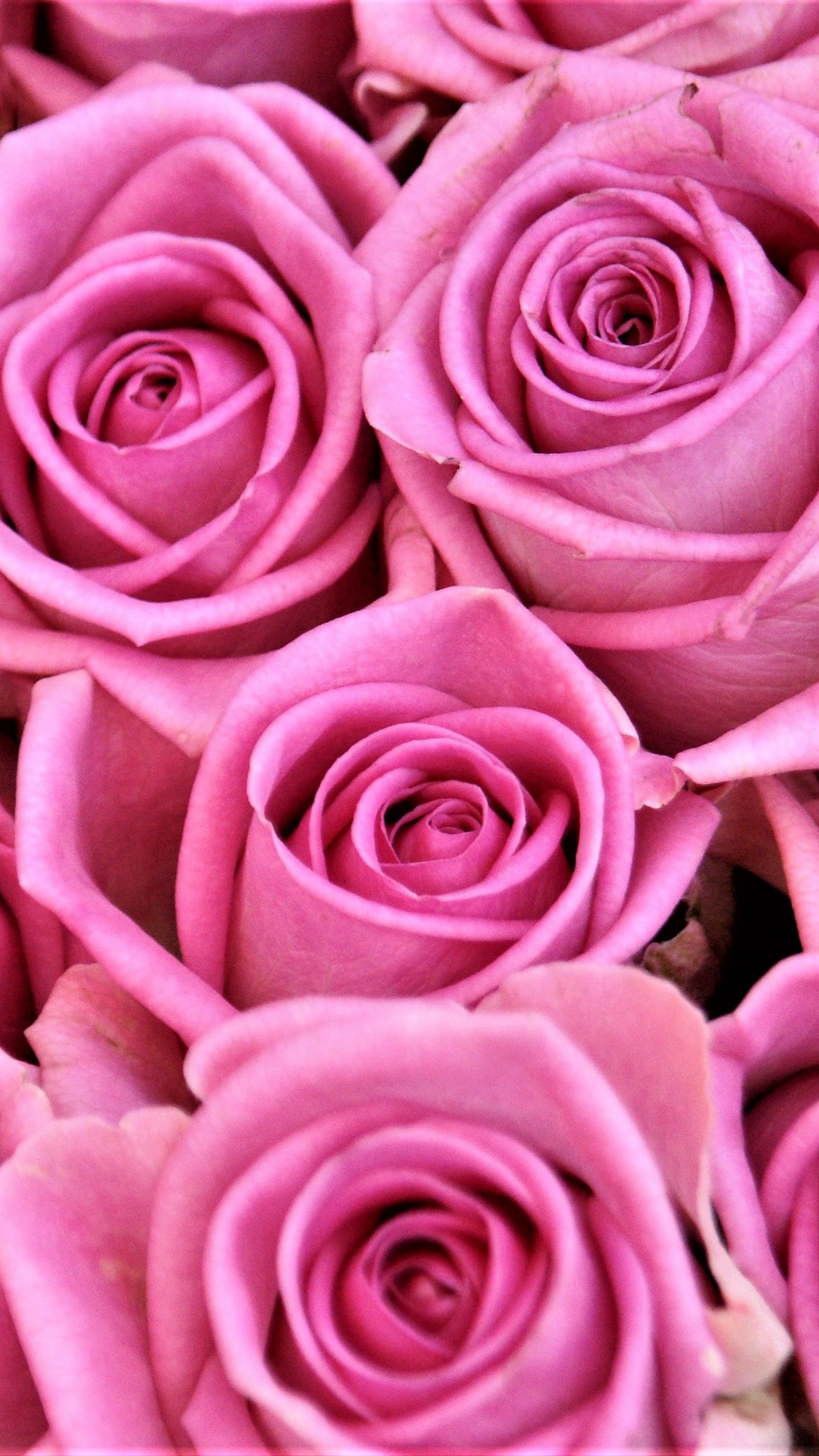 Насыщенно розовые розы