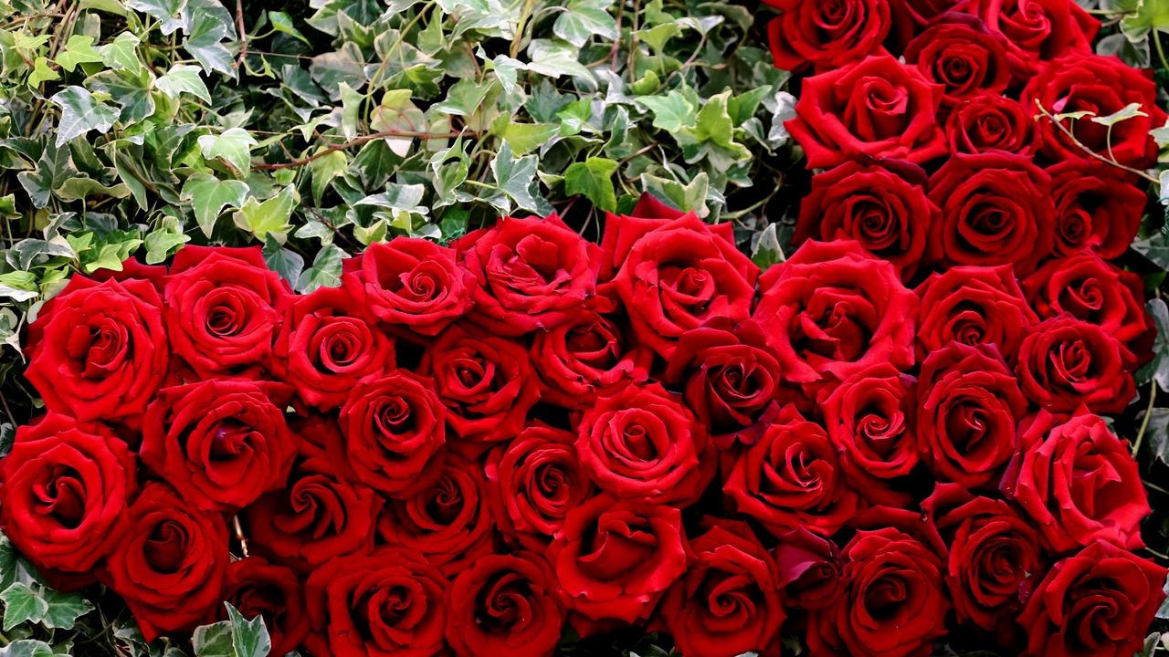 Обои розы, бутоны, красный, сердце, зелень