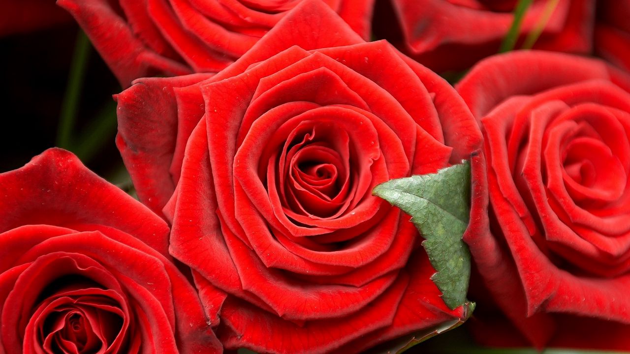 Обои розы, бутоны, крупный план, красные