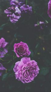 Превью обои розы, бутоны, куст, фиолетовый
