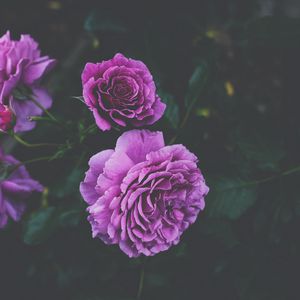Превью обои розы, бутоны, куст, фиолетовый