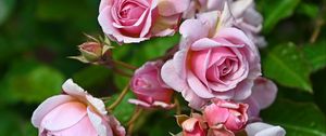 Превью обои розы, бутоны, лепестки, цветок, розовый