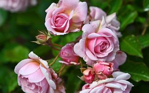 Превью обои розы, бутоны, лепестки, цветок, розовый