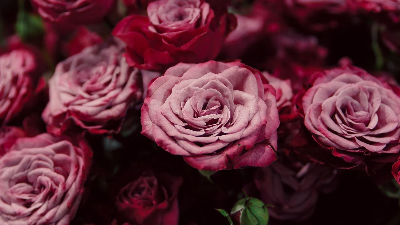 Обои розы, бутоны, розовый, размытость, крупным планом