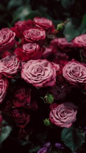 Превью обои розы, бутоны, розовый, размытость, крупным планом