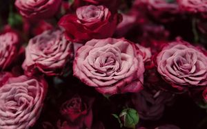 Превью обои розы, бутоны, розовый, размытость, крупным планом