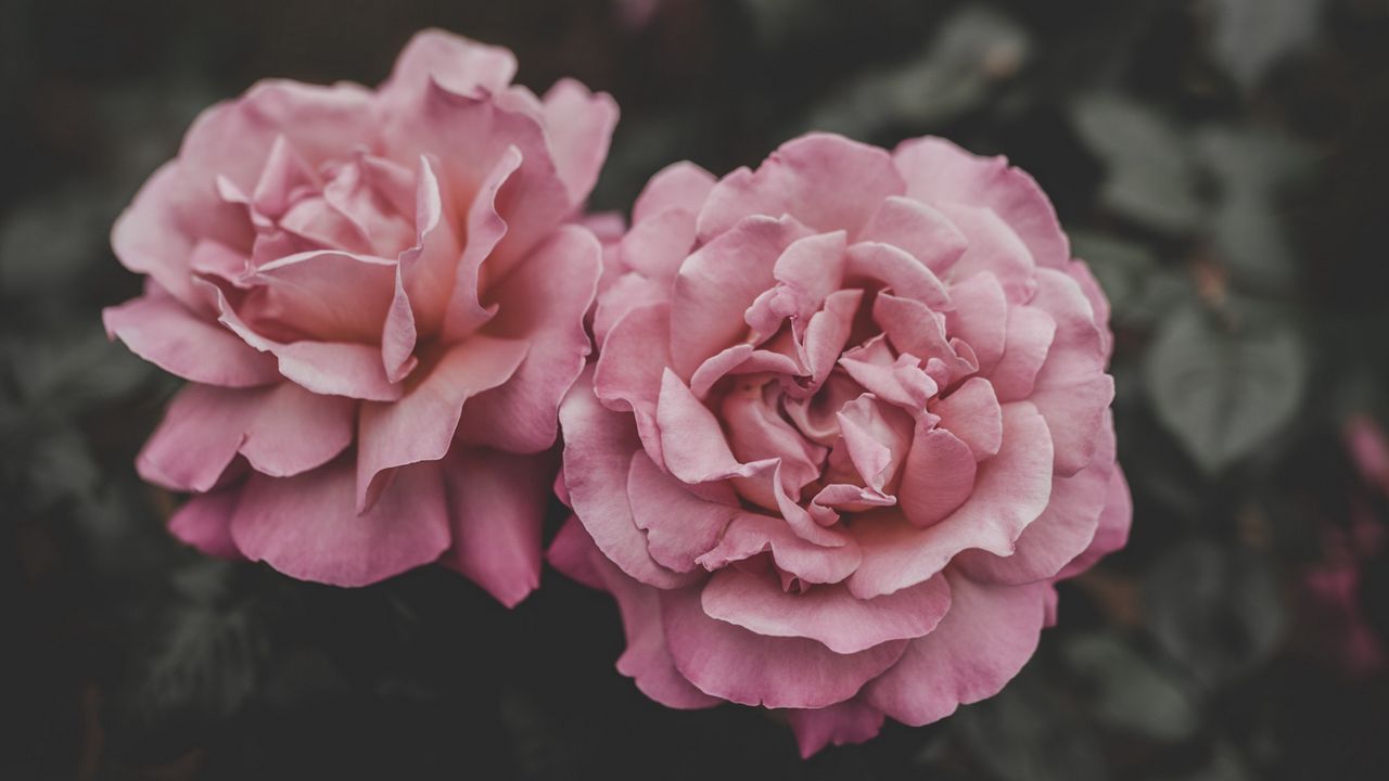 Обои розы, бутоны, розовый, размытость