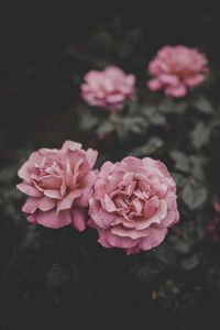 Превью обои розы, бутоны, розовый, размытость