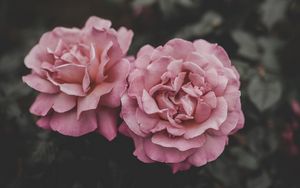 Превью обои розы, бутоны, розовый, размытость