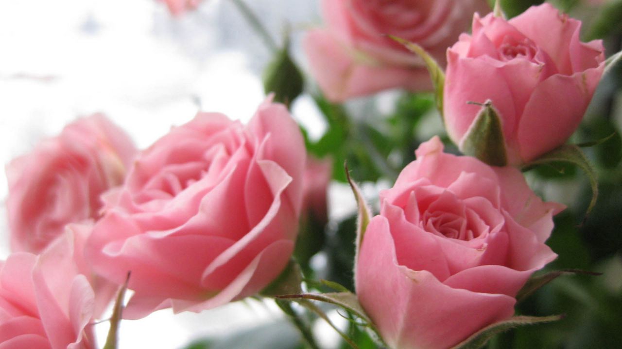 Обои розы, бутоны, розовый, лепестки