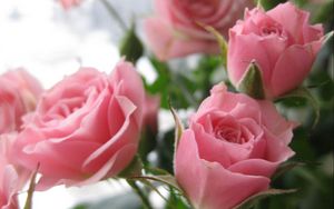 Превью обои розы, бутоны, розовый, лепестки