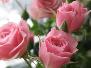 Превью обои розы, бутоны, розовый, лепестки