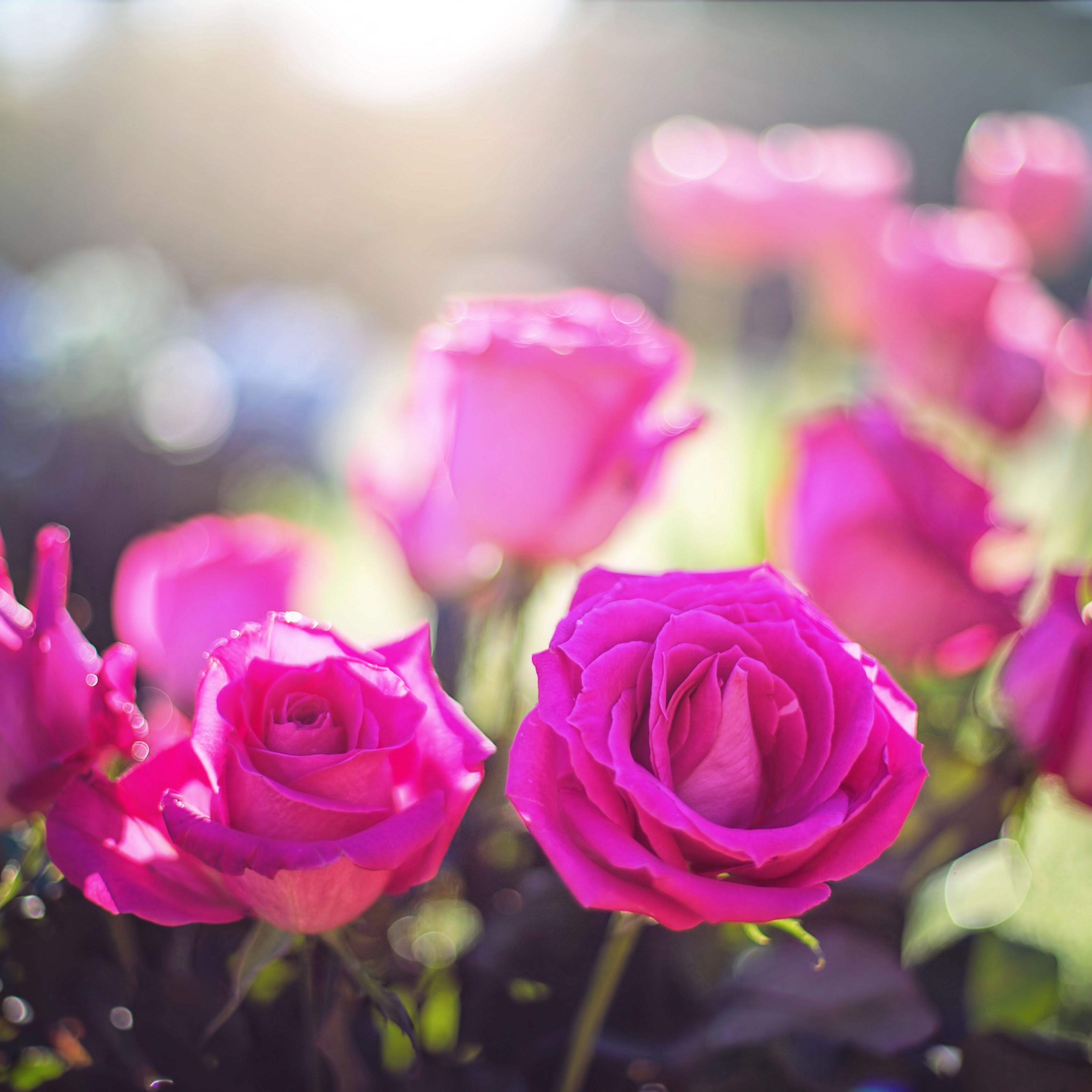 Красивые картинки в ватсапе. Благодарность цветы. Выздоравливай розы. Спасибо цветы. Милые цветы фото.