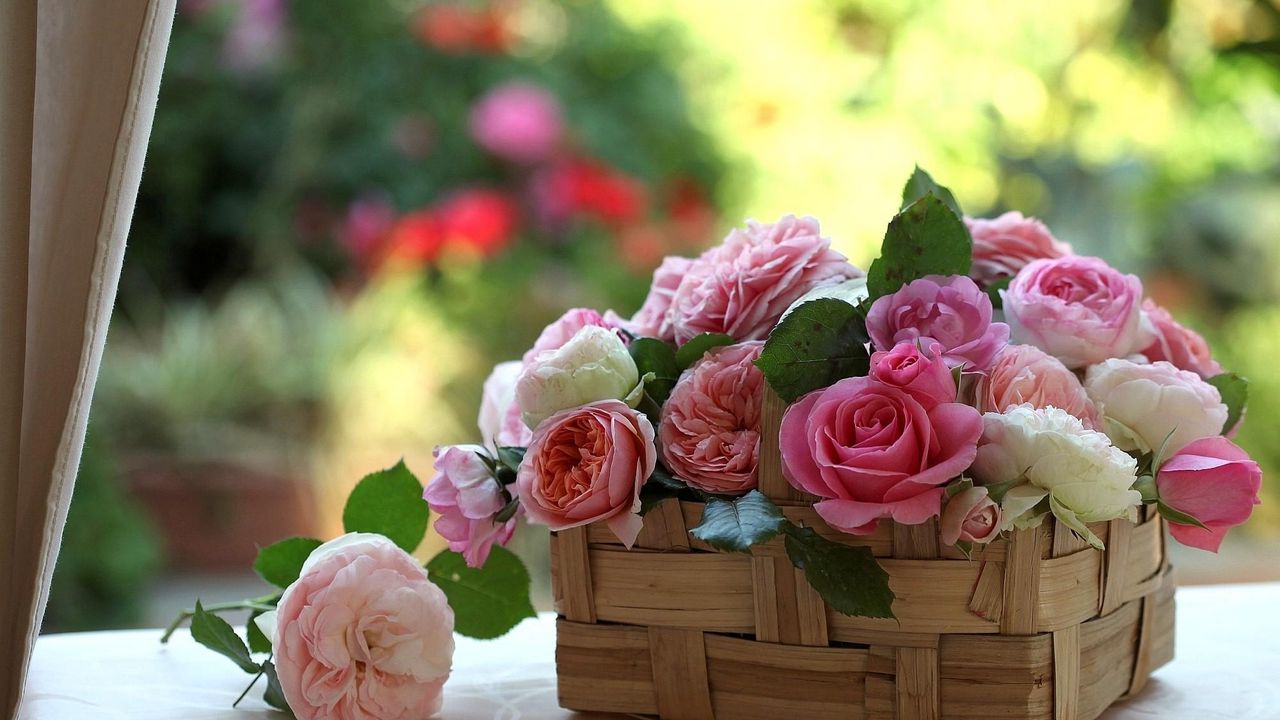 Обои розы, бутоны, цветы, корзинка, красота