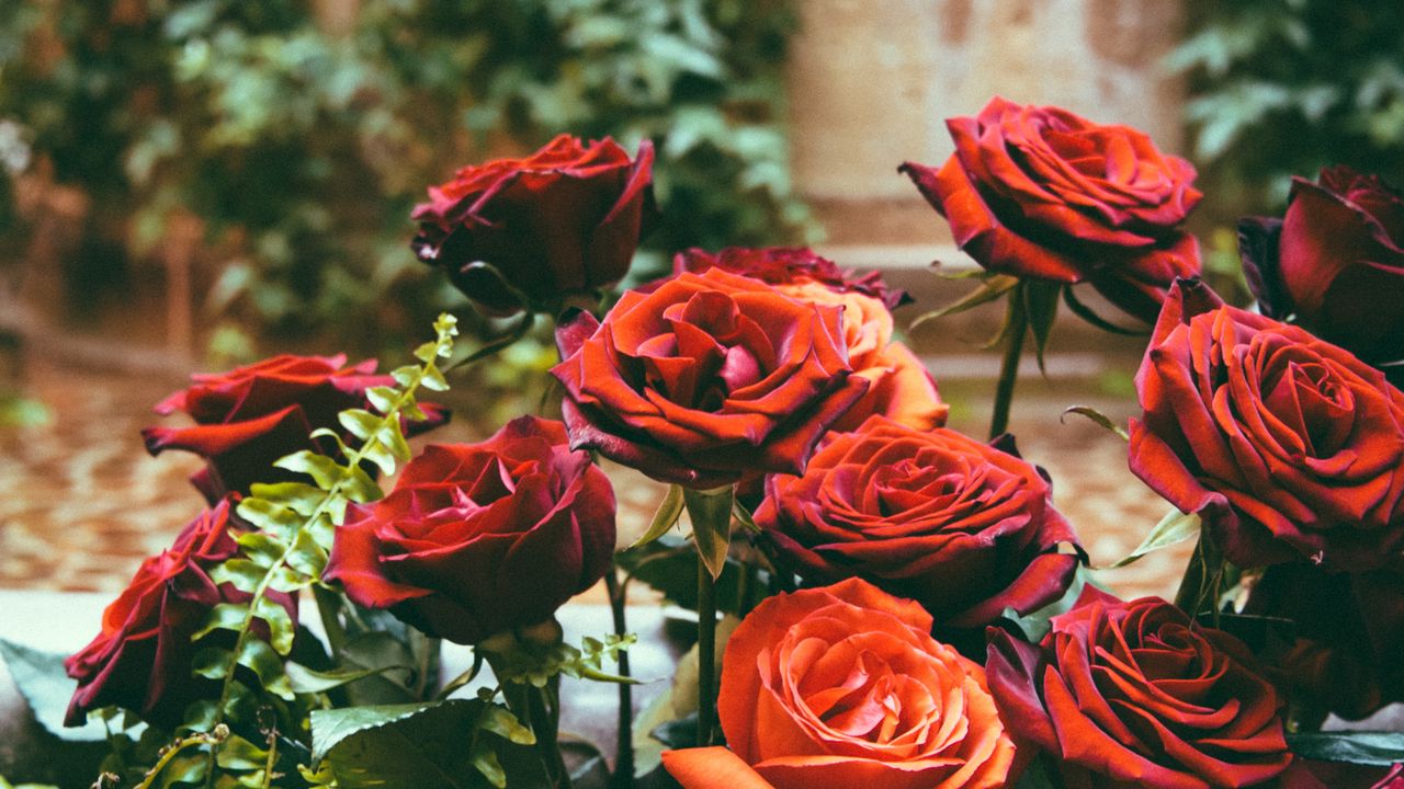 Обои розы, гортензии, клумба, цветы, цветение, красный