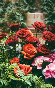 Превью обои розы, гортензии, клумба, цветы, цветение, красный