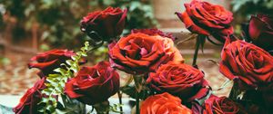Превью обои розы, гортензии, клумба, цветы, цветение, красный