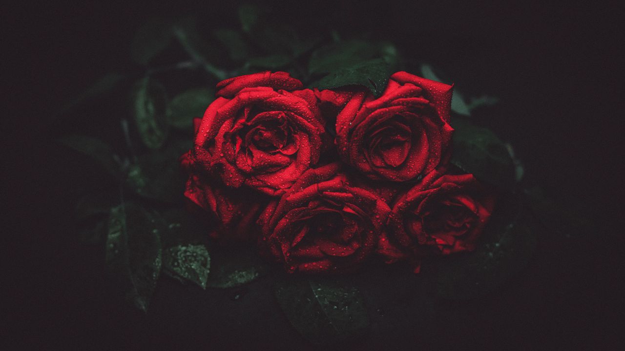 Обои розы, капли, бутоны, темный фон