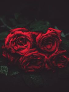 Превью обои розы, капли, бутоны, темный фон