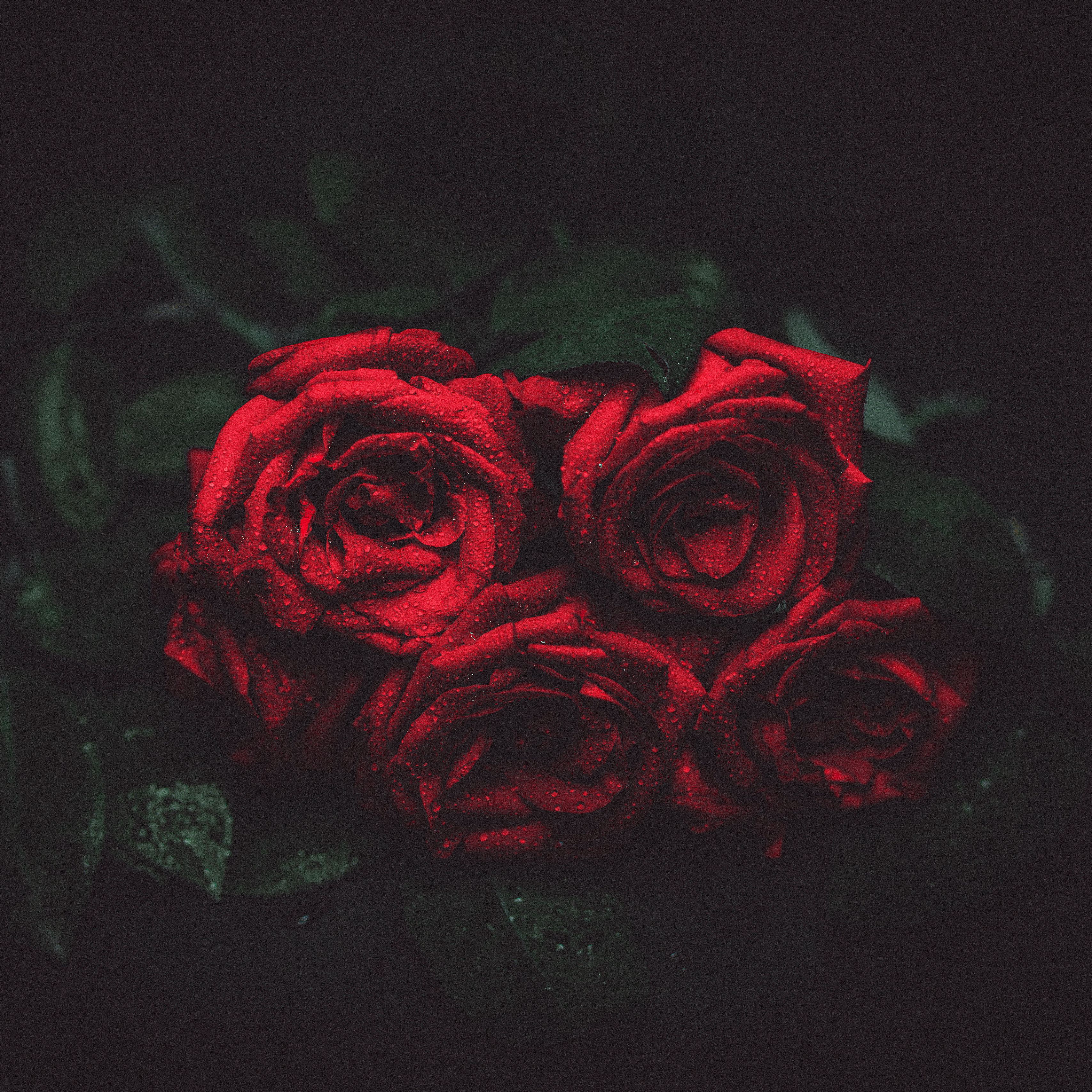 Темно алые розы а на душе. Розы на темном фоне.