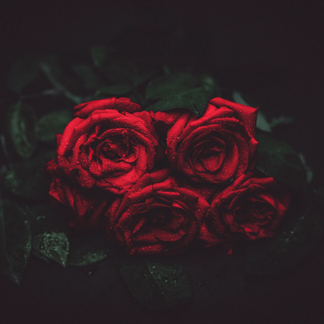черная роза стим фото 73