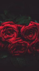 Превью обои розы, капли, бутоны, темный фон