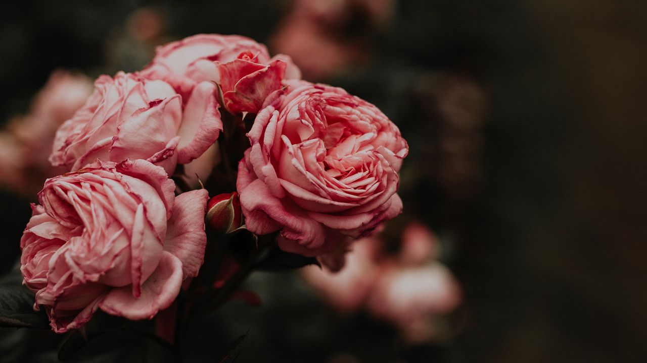 Обои розы, клумба, цветы, розовый