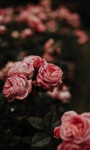 Превью обои розы, клумба, цветы, розовый