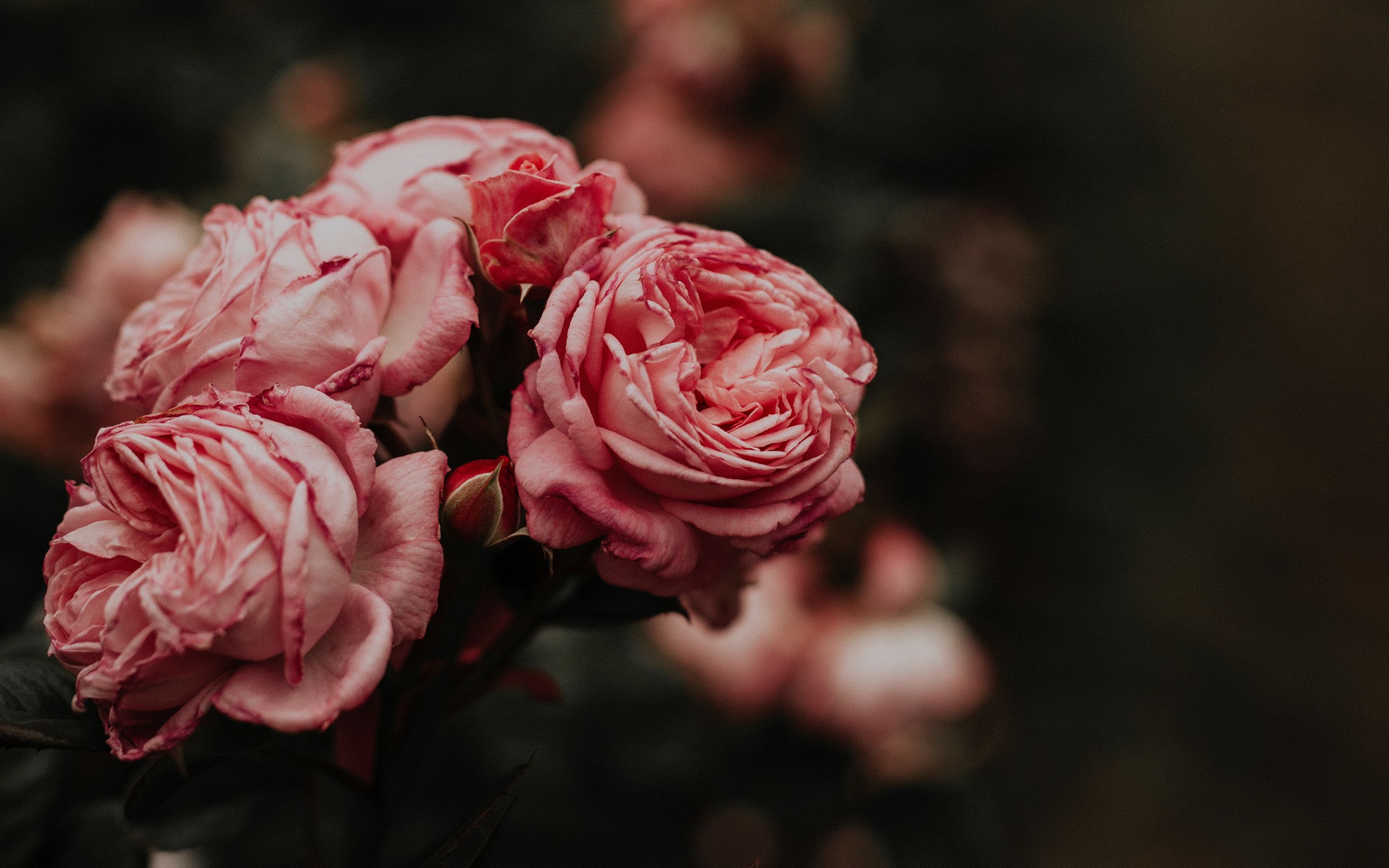 Пионовидная роза Эстетика