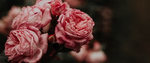 Превью обои розы, клумба, цветы, розовый