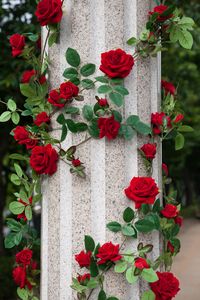 Превью обои розы, колонна, декорирование, сад, оформление