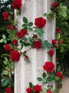 Превью обои розы, колонна, декорирование, сад, оформление