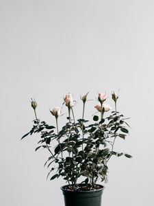 Превью обои розы, комнатное растение, горшок