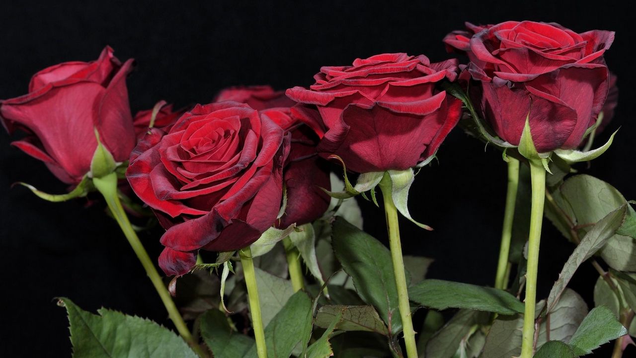 Обои розы, красные, букет, черный фон