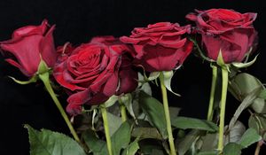 Превью обои розы, красные, букет, черный фон