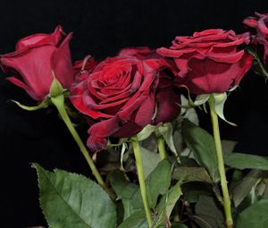 Превью обои розы, красные, букет, черный фон