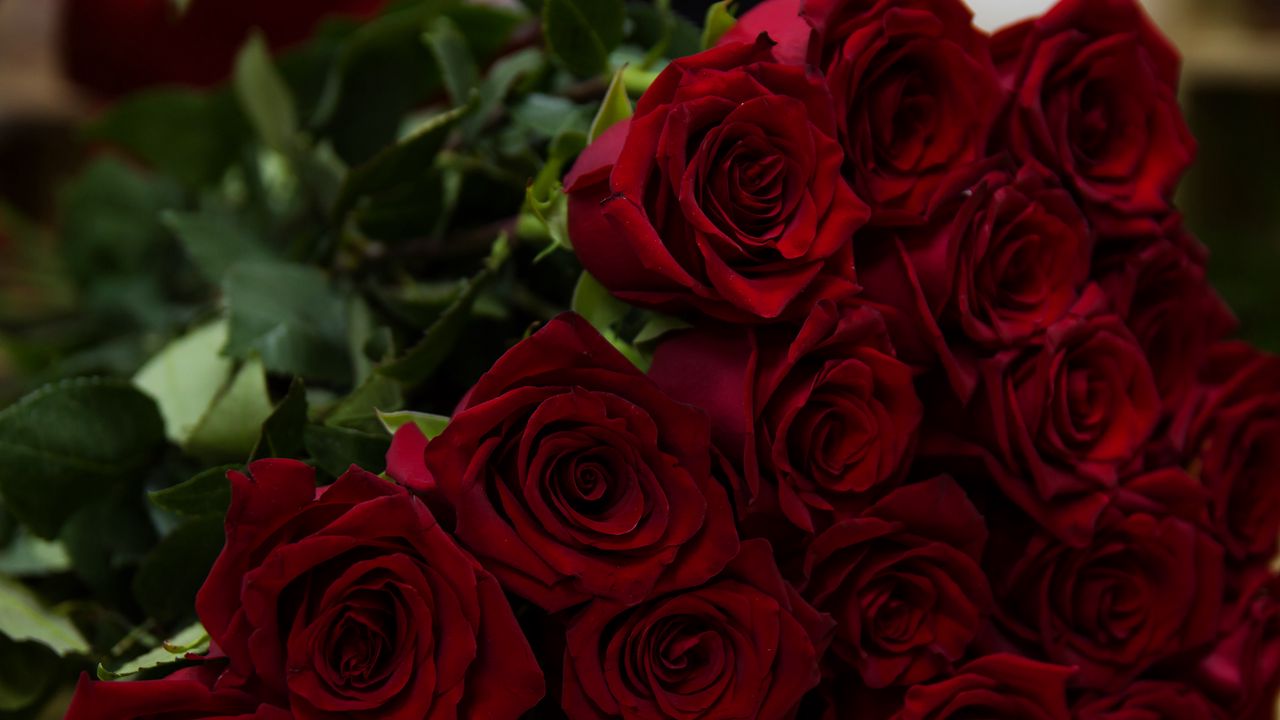 Обои розы, красный, букет, цветы