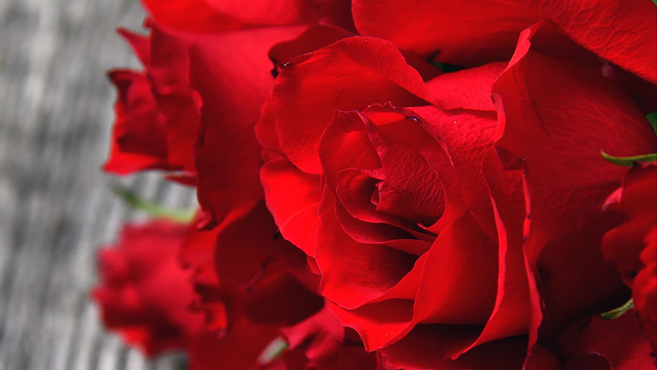 Обои розы, красный, букет, бутоны, лепестки, крупным планом