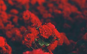 Превью обои розы, красный, букет, размытость