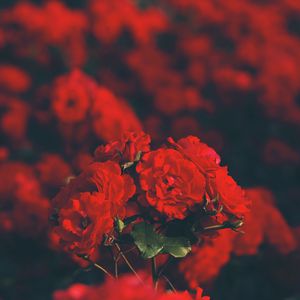 Превью обои розы, красный, букет, размытость