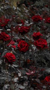 Превью обои розы, красный, клумба, цветение, стебли, листья