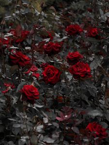 Превью обои розы, красный, клумба, цветение, стебли, листья