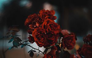 Превью обои розы, красный, куст, размытость, алый