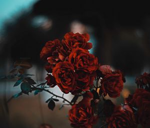 Превью обои розы, красный, куст, размытость, алый
