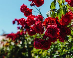 Превью обои розы, красный, куст, размытость, цветение