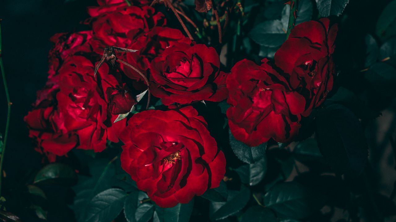 Обои розы, красный, куст, садовый, цветение, листья