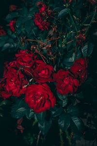 Превью обои розы, красный, куст, садовый, цветение, листья
